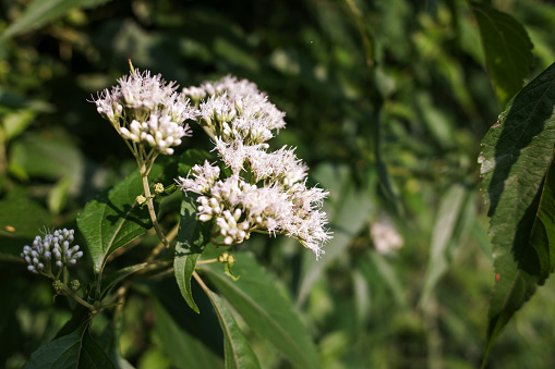 White flowers of the plant with the scientific name Eupatorium inulifolium, with natural blur background, stock photo.