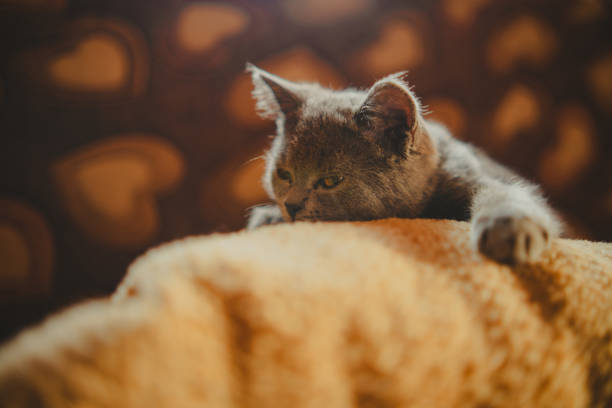 Sleeping kitten. Small grey cat sleeps with its head on pillow