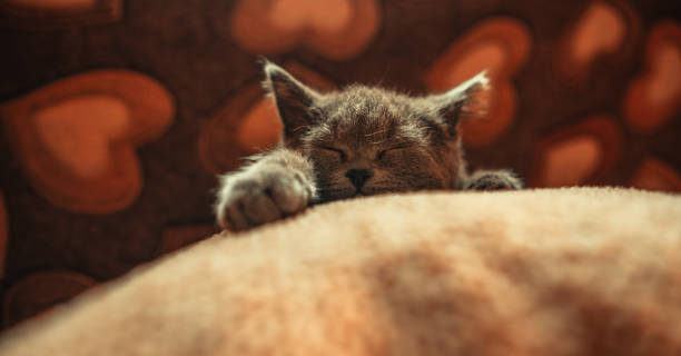 istock Sleeping kitten. Small grey cat sleeps with its head on pillow. 2150208315