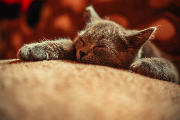 istock Sleeping kitten. Small grey cat sleeps with its head on pillow. 2150208382