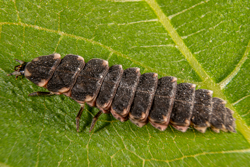 Firefly larva, Lampyris noctiluca