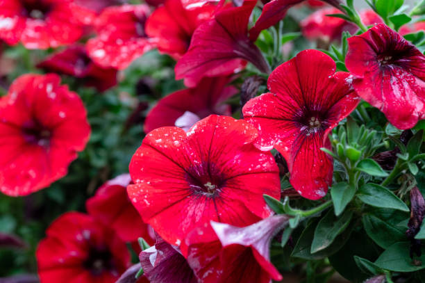 Il fiore Petunia è un genere di piante erbacee sudamericane delle Solanacee