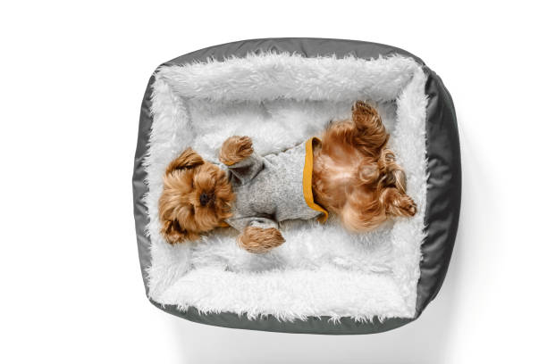 istock Yorkshire terrier puppy sleeps on his back in a bed 2150209632