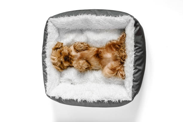 istock Yorkshire terrier puppy sleeps on his back in a bed 2150209633