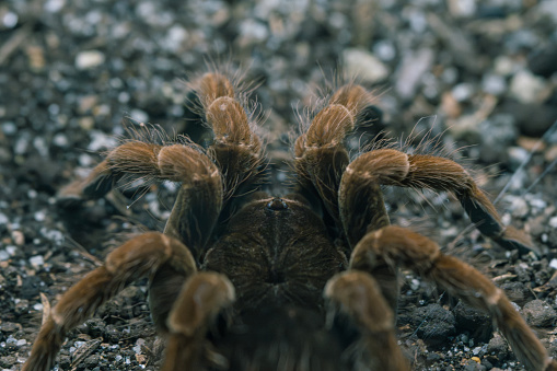 A tarantula's detailed texture and form are highlighted in this close-up ground-level shot