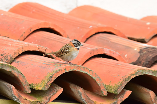 A rufus collared sparrow perches on a roof tile in San Jose, Costa Rica.