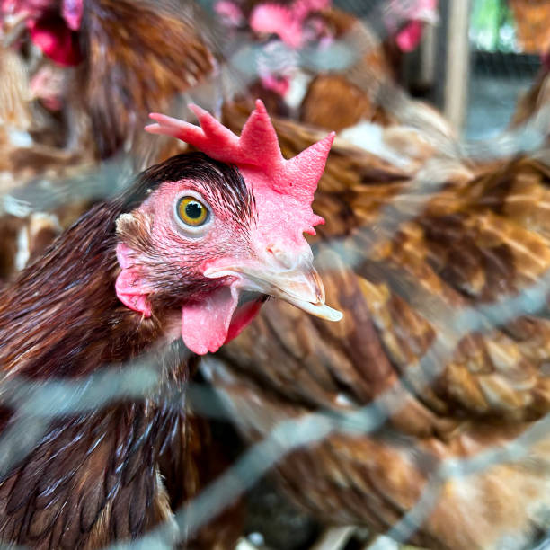 istock Chicken In Coop Staring  At The Camera C 2150210491