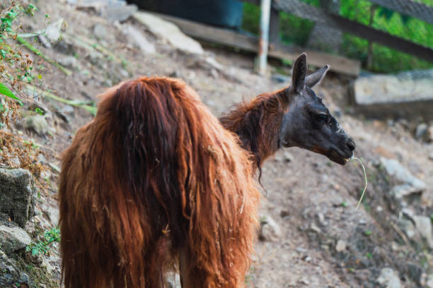 Alpaca with rare fur pattern grazing peacefully outdoors