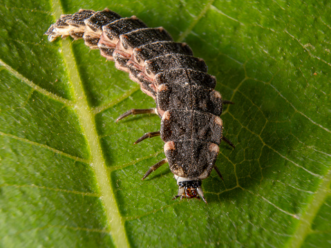 Larva di Lampyris Noctiluca , Lucciola