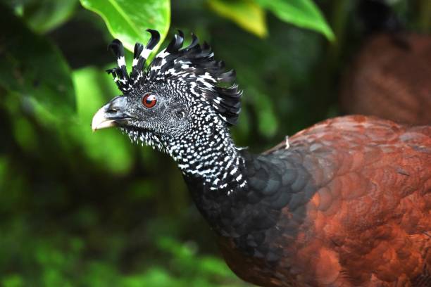 A close-up view of a female great curassow shows the details of its head features as its walks among plants in Costa Rica.