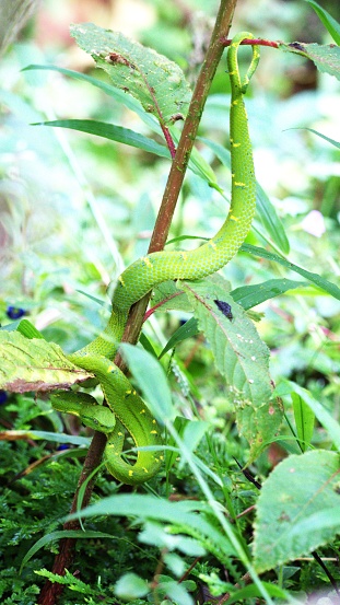 A green palm pit viper slithers its way around a branch in a forest in Costa Rica.
