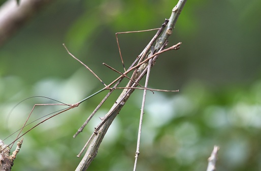 A walking stick blends into the branch on which it stands in Costa Rica.