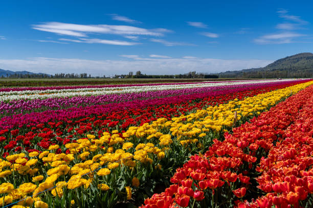 istock Tulip Festival 2150211985