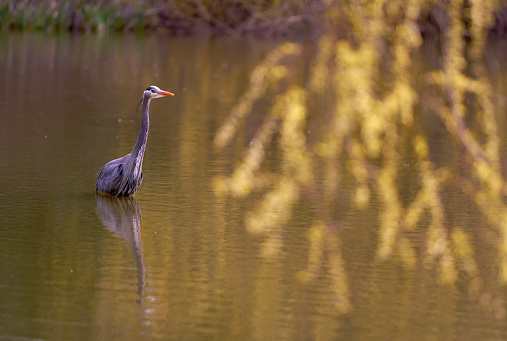 A Great Blue Heron reflected in a pond. Richmond, British Columbia, Canada.