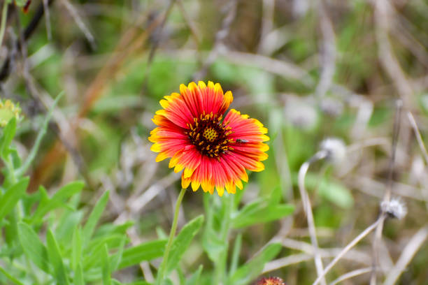 Gaillardia, Indian Blanket