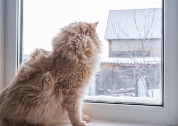 Red fluffy cat sits on the windowsill and looks out the window.