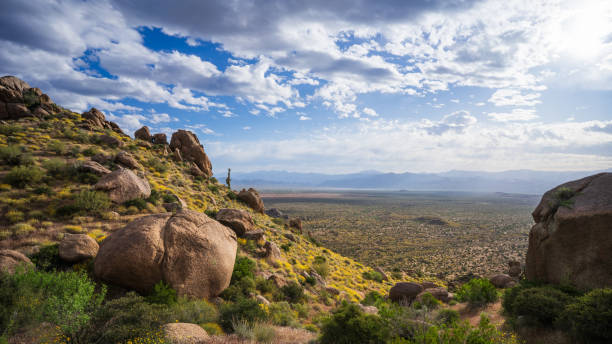 istock Brittlebush blooms in abundance in the McDowell Mountains 2150216430