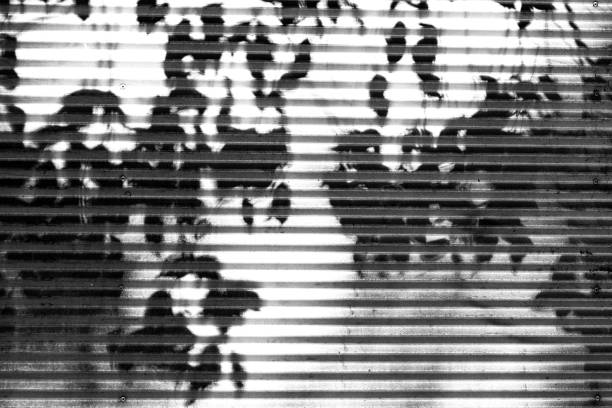 Black and white old corugated iron fence with shadow of tree leafs, abstract background with copy space Black and white old corrugated iron fence with shadow of tree leafs, abstract background with copy space, full frame horizontal composition corrugated metal fence ideas stock pictures, royalty-free photos & images