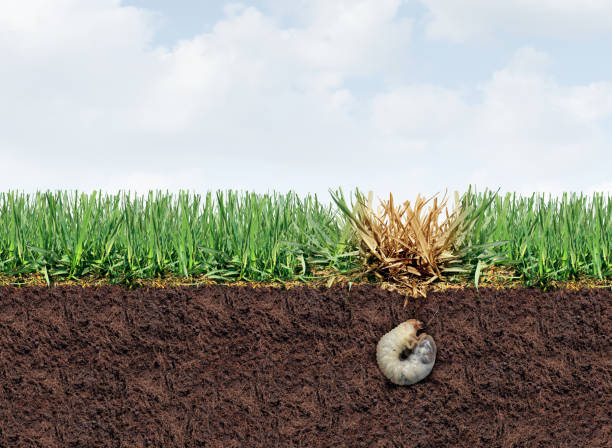 lawn grub damage - larva fotografías e imágenes de stock