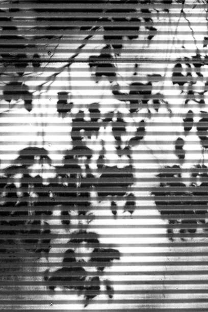 Black and white old corugated iron fence with shadow of tree leafs, abstract background with copy space Black and white old corrugated iron fence with shadow of tree leafs, abstract background with copy space, full frame vertical composition corrugated metal fence ideas stock pictures, royalty-free photos & images