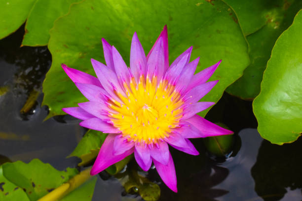 pink lotus flower, Lampang, Thailand, water plant, pink petals, yellow stamens, large green leaves, tortoiseshell leaves, water repellent leaves, lotus effect, symbol in Buddhism, symbol of immortality, impressive flower, beautiful appearance, attraction, point of interest
