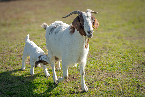 Close up portrait of a adult goat feeding her babies