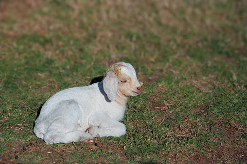 Close up portrait of a two week old baby goat
