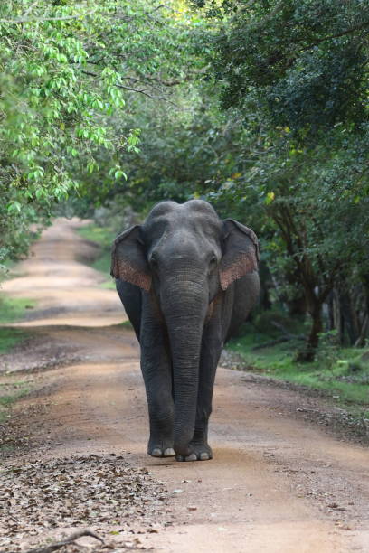 istock A Wild Elephant, Navigating Roads and Wildlife. 2150221605