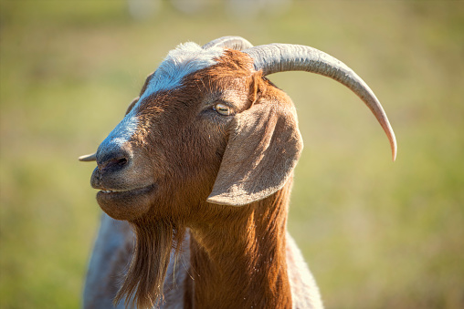 Portrait of head of brown white boer goat with ear tags looking at camera on Tunø island, Midtjylland, Denmark
