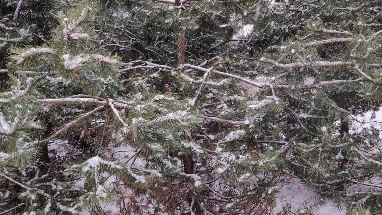 Young spruce trees during a snowfall in winter
