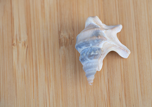 A small, white conch shell with blue streaks on the top sitting on light wood surface.