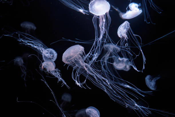 istock Group of Atlantic sea nettle jellyfish floating in illuminated aquarium 2150223821