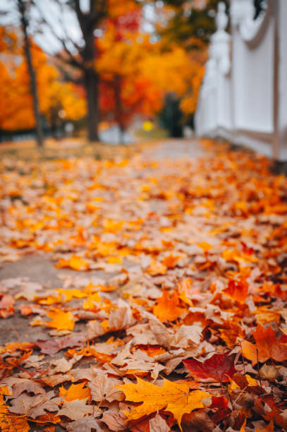Foliage on Street