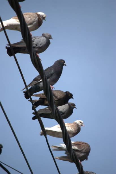 istock birds...Canaries, hummingbirds in Caracas. 2150224084