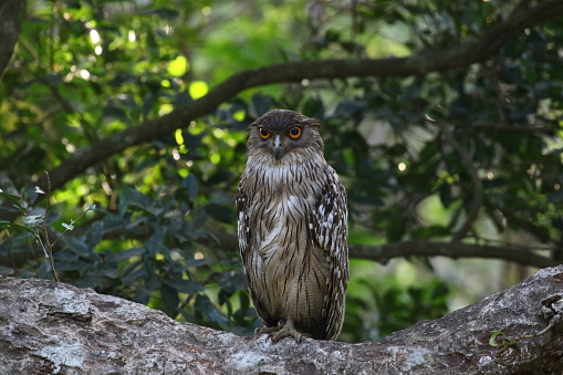 An owl, with piercing eyes, elegantly roosts on a branch within a wild national park. Its feathers blend seamlessly with the verdant foliage, epitomizing the beauty of nature. Witness the silent wisdom of wildlife in its natural habitat.