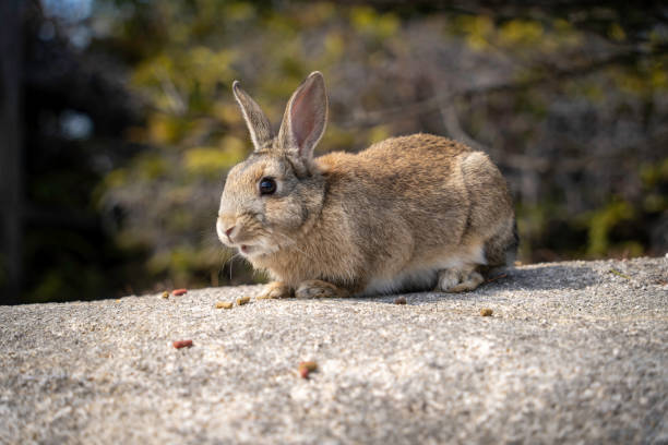 istock Rabbit of Okunoshima 2150224530