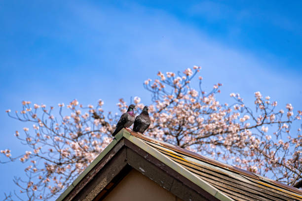 istock cherry blossom and dove couple 2150224734