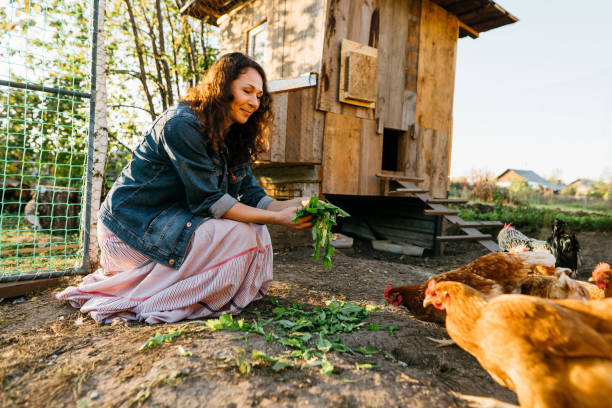 istock Happy middle aged woman on a private farm feeding chickens 2150229670