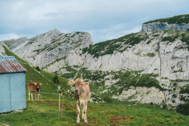Scenic rural view of cow  on pasture in Swiss Alps in summer
