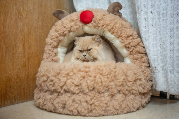 istock Fluffy British Longhair kitten naps curiously on cozy sofa. Undisturbed in comfy interior, it basks in pet joy.Undisturbed, it simply basks in the softness, relishing indoor relaxation. 2150230590