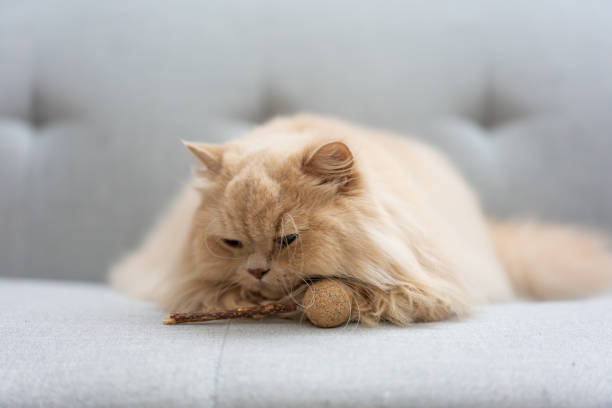 istock Fluffy British Longhair kitten naps curiously on cozy sofa. Undisturbed in comfy interior, it basks in pet joy.Undisturbed, it simply basks in the softness, relishing indoor relaxation. 2150230775