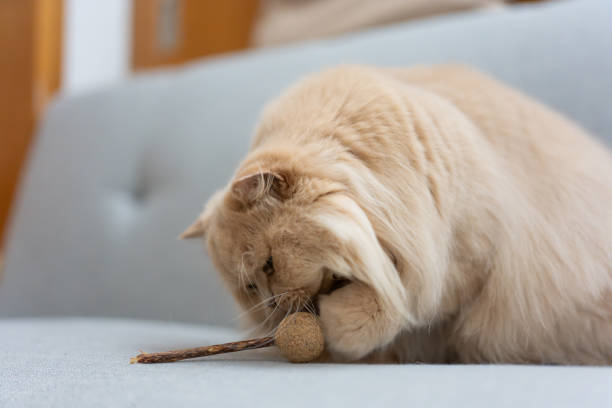 istock Fluffy British Longhair kitten naps curiously on cozy sofa. Undisturbed in comfy interior, it basks in pet joy.Undisturbed, it simply basks in the softness, relishing indoor relaxation. 2150230797
