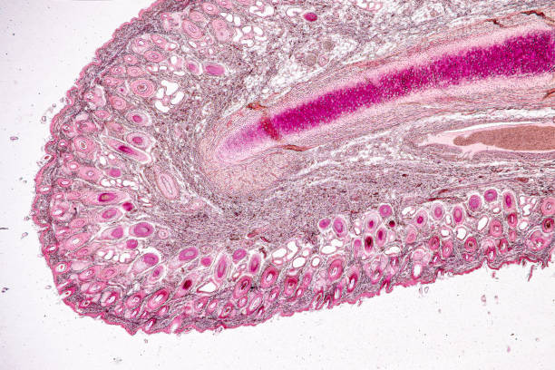 istock Tissue sample of Bone human, Elastic cartilage human and Red bone marrow under the microscope in Lab. 2150230994