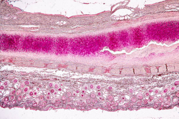 istock Tissue sample of Bone human, Elastic cartilage human and Red bone marrow under the microscope in Lab. 2150230997