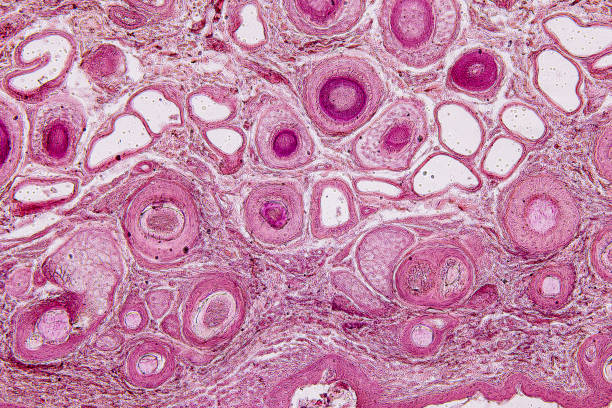 istock Tissue sample of Bone human, Elastic cartilage human and Red bone marrow under the microscope in Lab. 2150231003