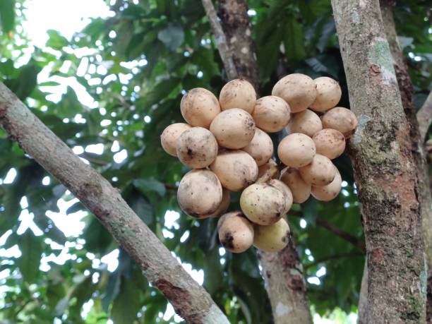 istock Southern Langsad or Langsat or Longkong fruit hanging on tree. Lansium parasiticum 2150232025