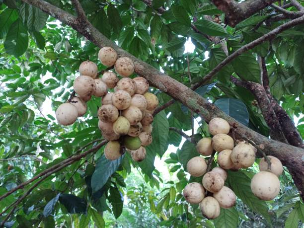 Southern Langsad or Langsat or Longkong fruit hanging on tree. Lansium parasiticum