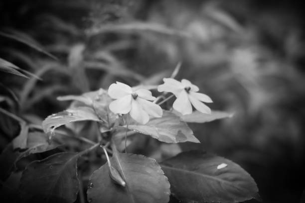 flowers and plants in the garden