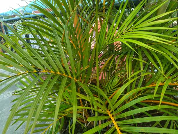 Dypsis lutescens or palem kuning