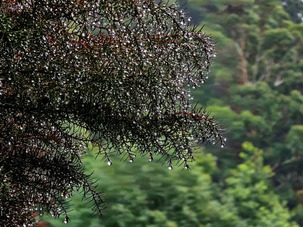 Captured at the RJ Hamer Arboretum in the Dandenong Ranges, Victoria, this enchanting scene features water droplets glistening on the needles of a pine tree, reflecting light in the foreground. In the blurred background, lush greens of distant trees provide a serene backdrop to the delicate beauty of nature's jewels. This photograph invites viewers to appreciate the intricate details and radiant beauty found in the natural world, even in the midst of a tranquil arboretum setting.